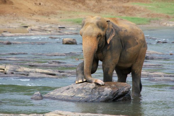 sri lanka elephant river