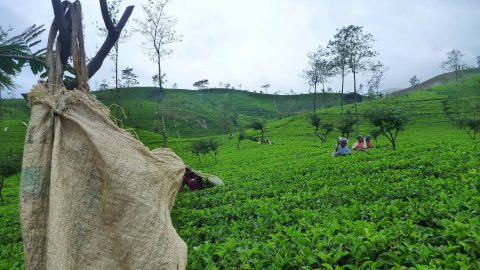 sri lanka tea plantation