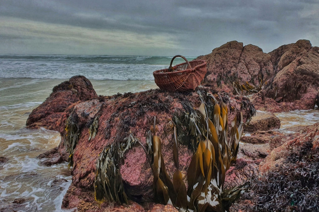kelp and basket by the sea