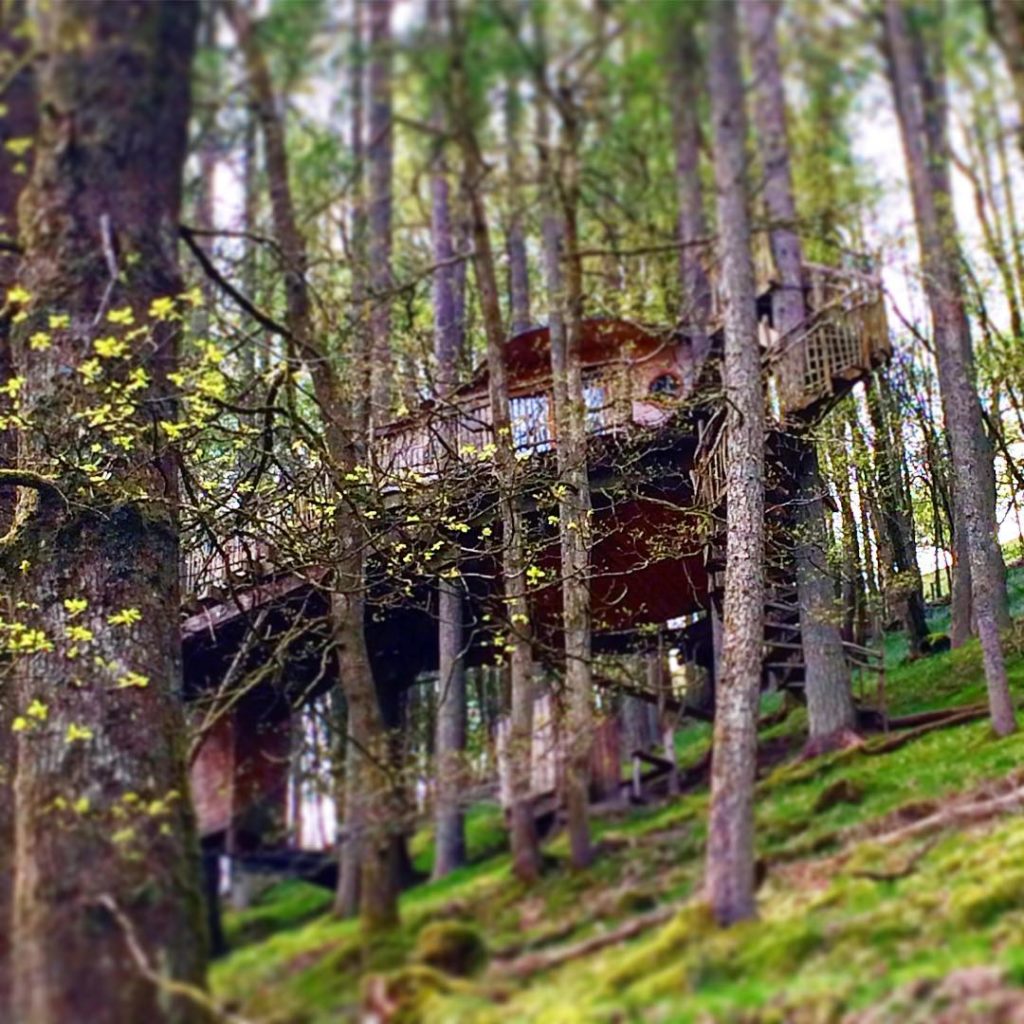 treehouse among the trees