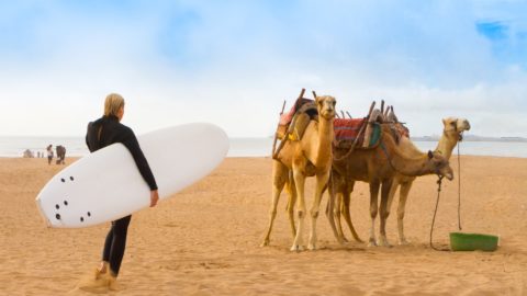 female surfer and camels on beach