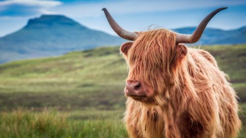 highland cow in scotland