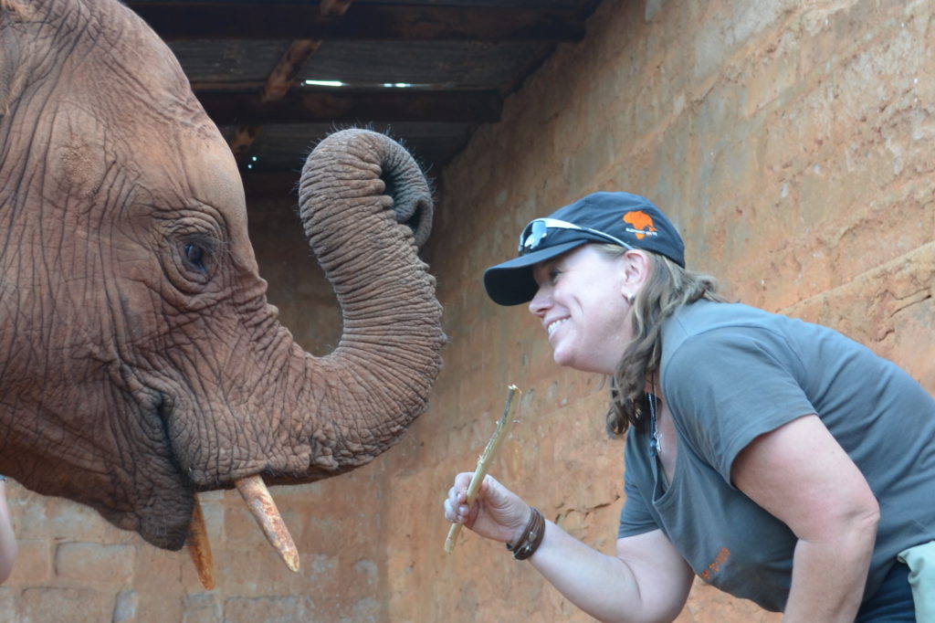 person volunteering with elephant