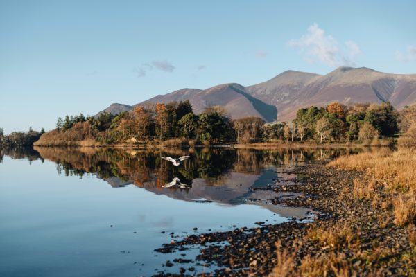 bird landing on a lake in the lake district