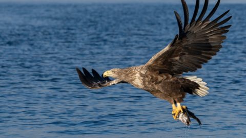 an eagle in norway