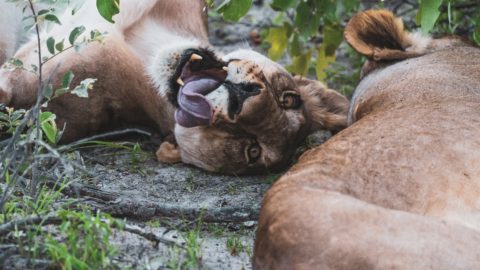 lion rolling over in etosha national park