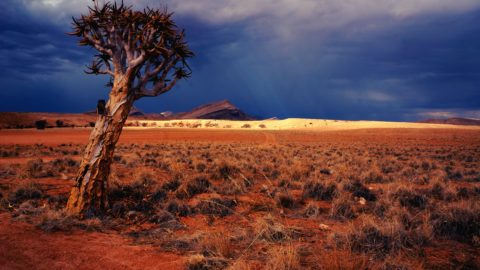 tree standing in the namibian desert