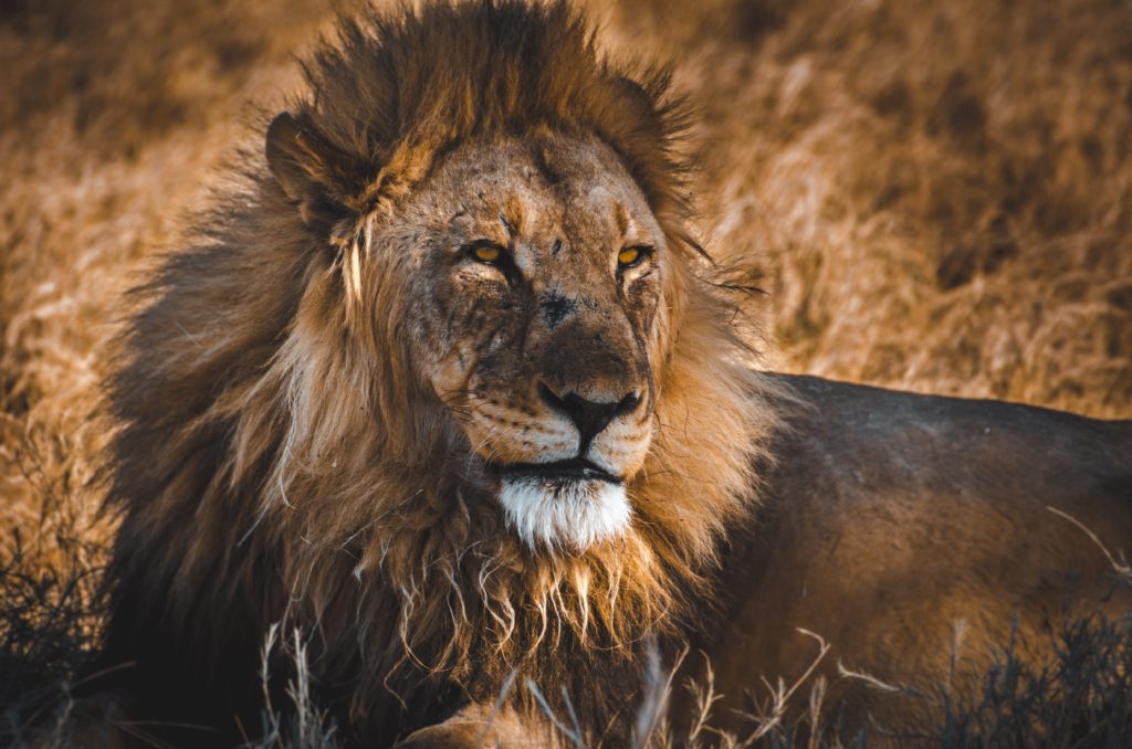 lion in namibia