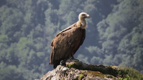 griffon vulture in the french pyrenees