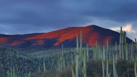 cacti in the mexican desert