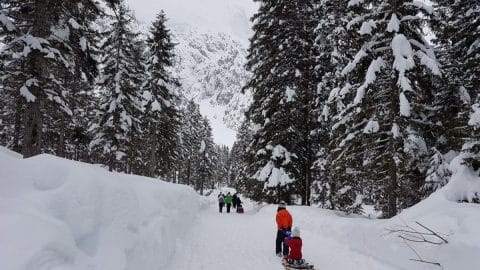 sledding in slovenia between trees
