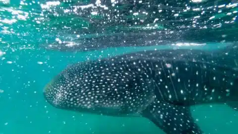 whale shark in mexico