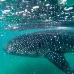 whale shark in yucatan