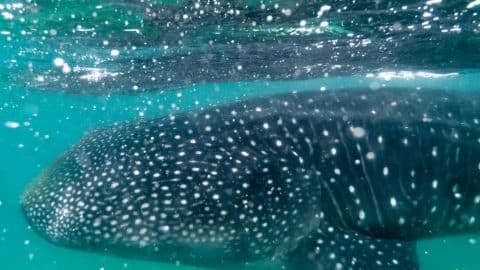 whale shark in yucatan