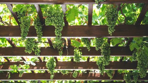 green grape vines in greece