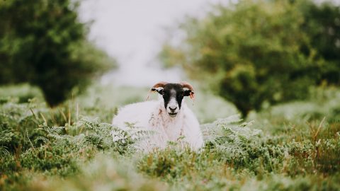 sheep in the quantocks in somerset