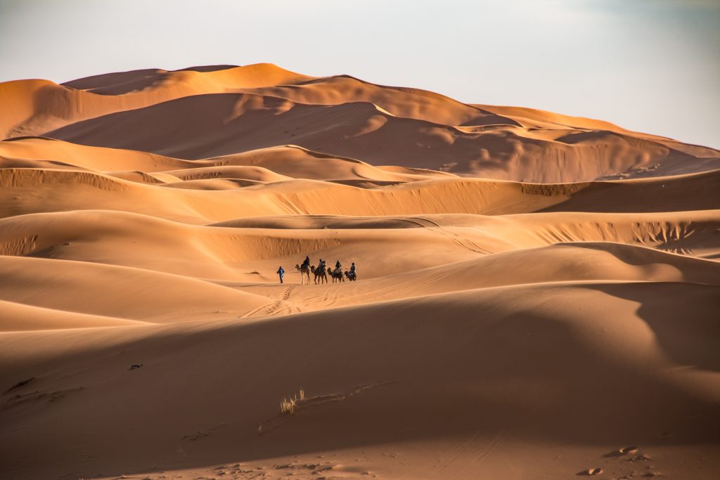 caravan of camels and tourists in the sahara morocco