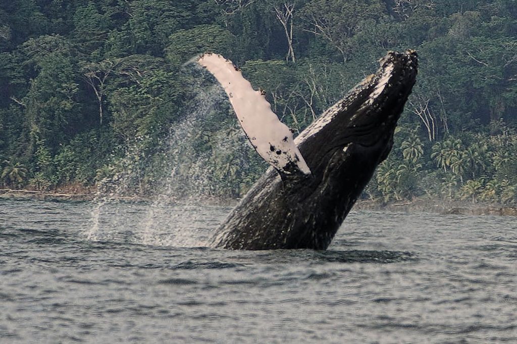 whale breaching in costa rica