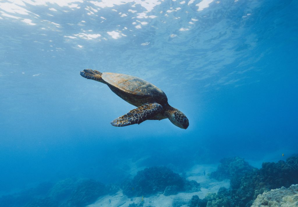 turtle in costa rica