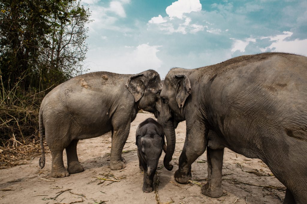 asian elephants in thailand