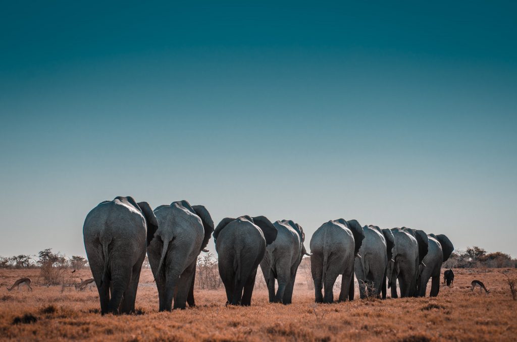 elephants in etosha national park
