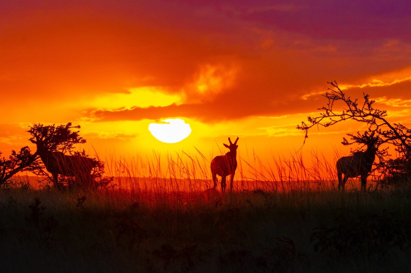 Top 5 Wildlife Experiences in Africa image