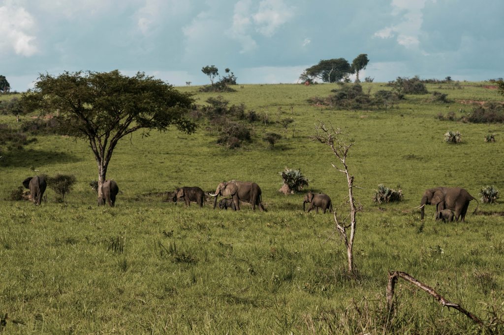 elephants in uganda