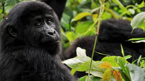gorilla in uganda