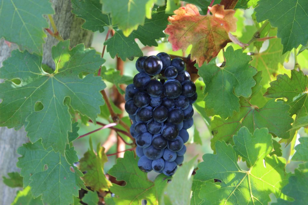 grapes on a vine in france
