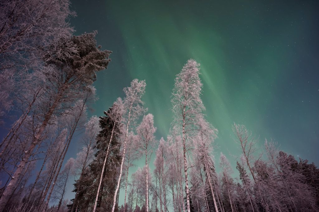northern lights above trees in lapland