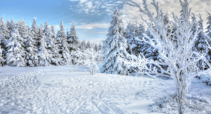 Trees and snow with a clear blue sky in Pyha, Lapland