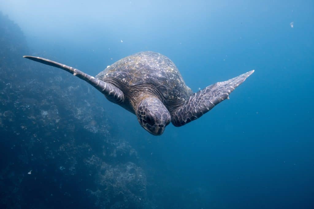 leatherback turtle in costa rica