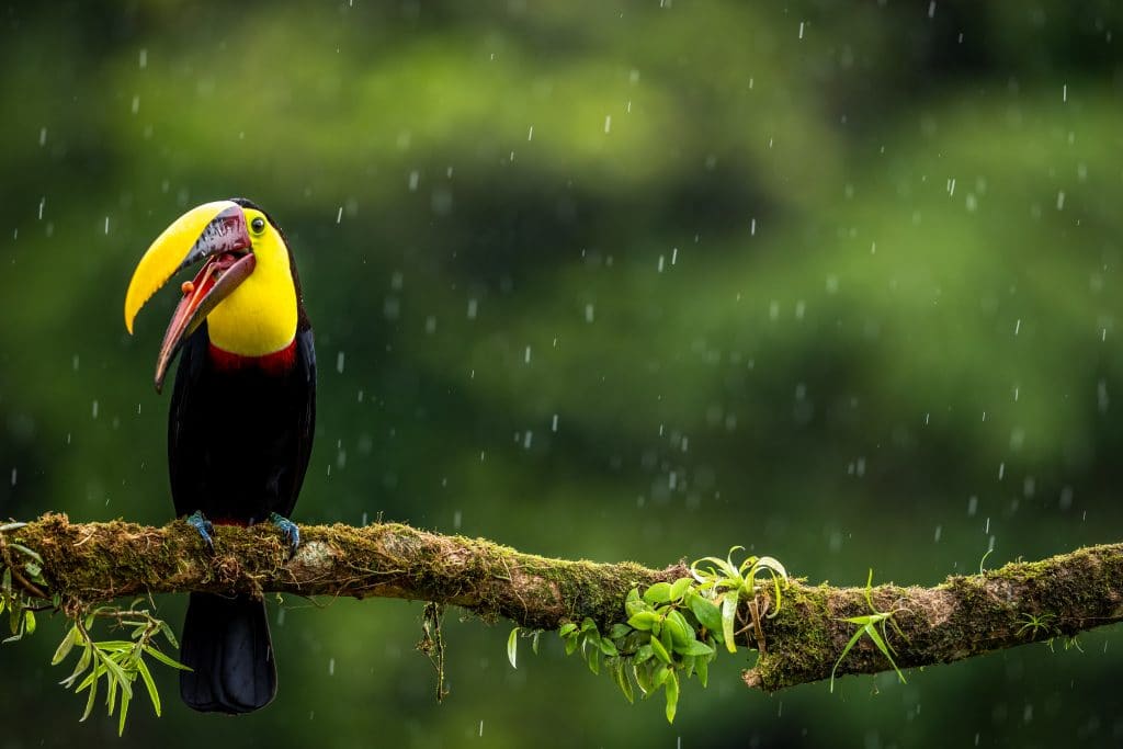 toucan would rain in costa rica