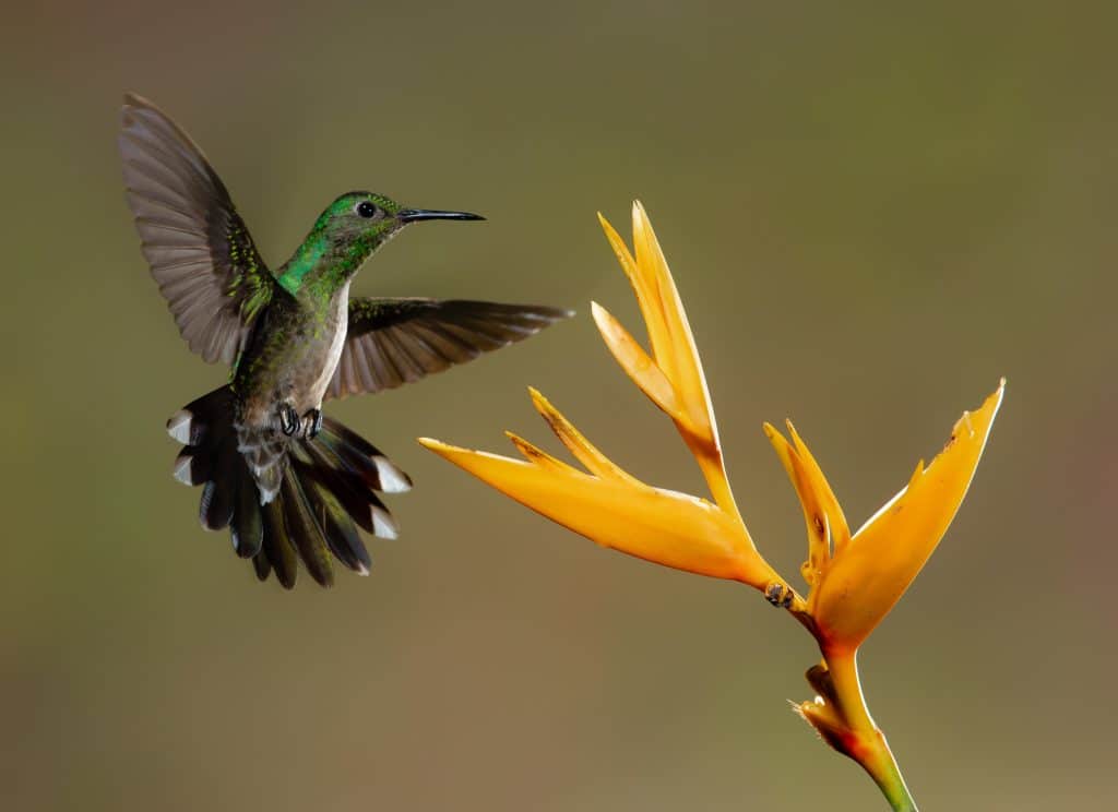 hummingbird in costa rica