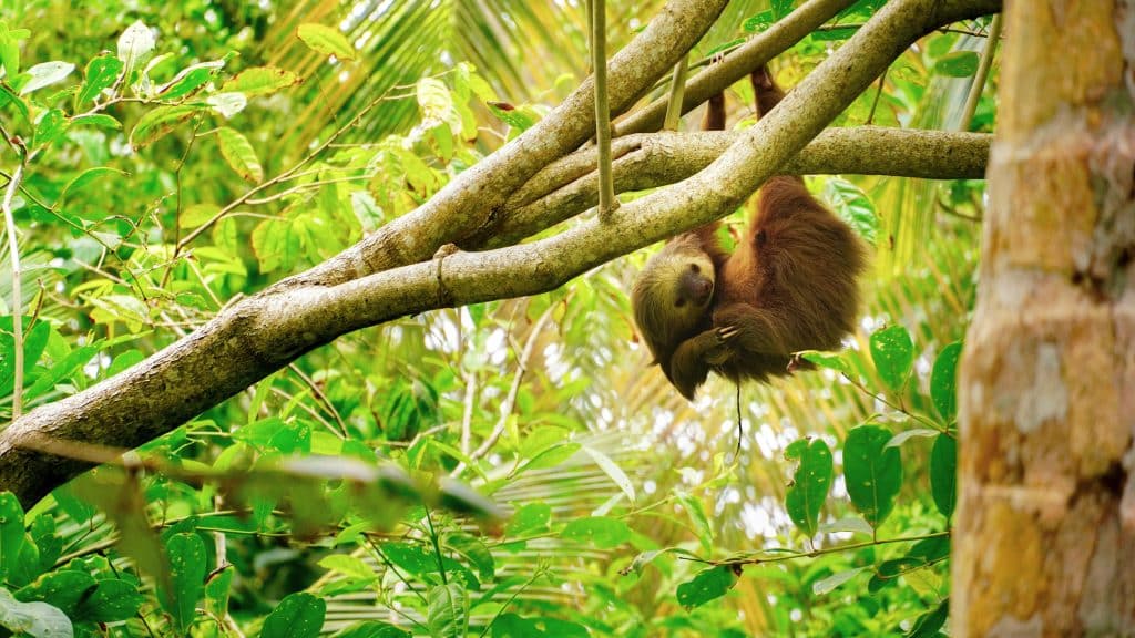 What Wildlife can you see in Costa Rica? | Not In The GuideBooks