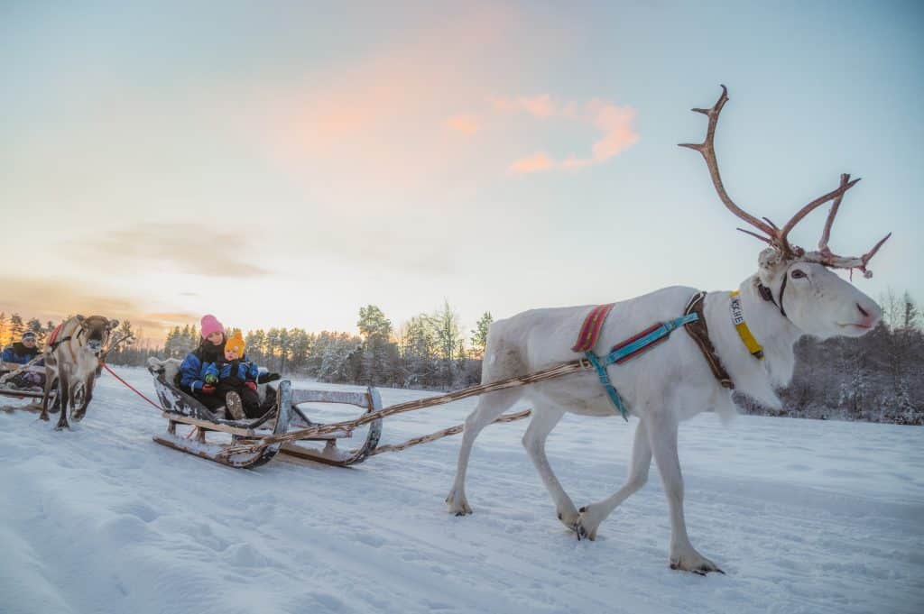 reindeer ride on a holiday in lapland