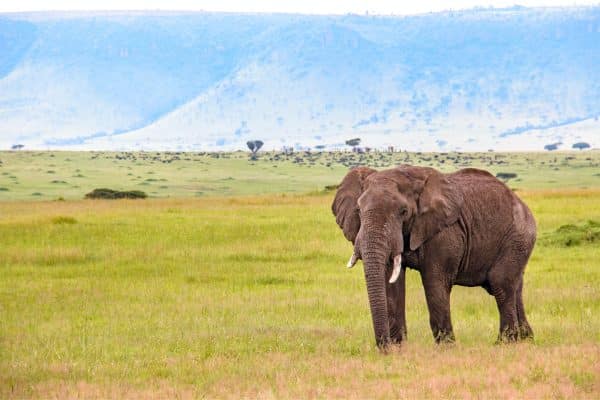 elephant in kenya