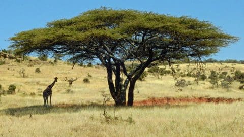 giraffe under a tree in kenya