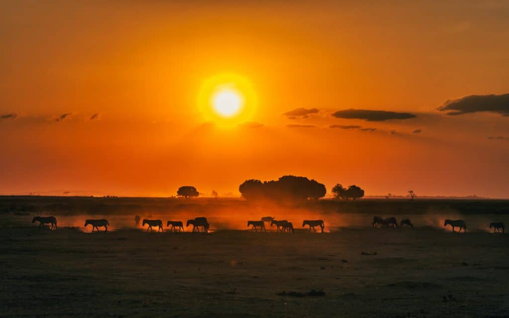sunset and zebra in kenya