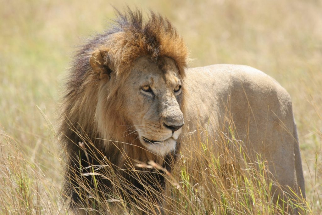 lion on the plains in kenya