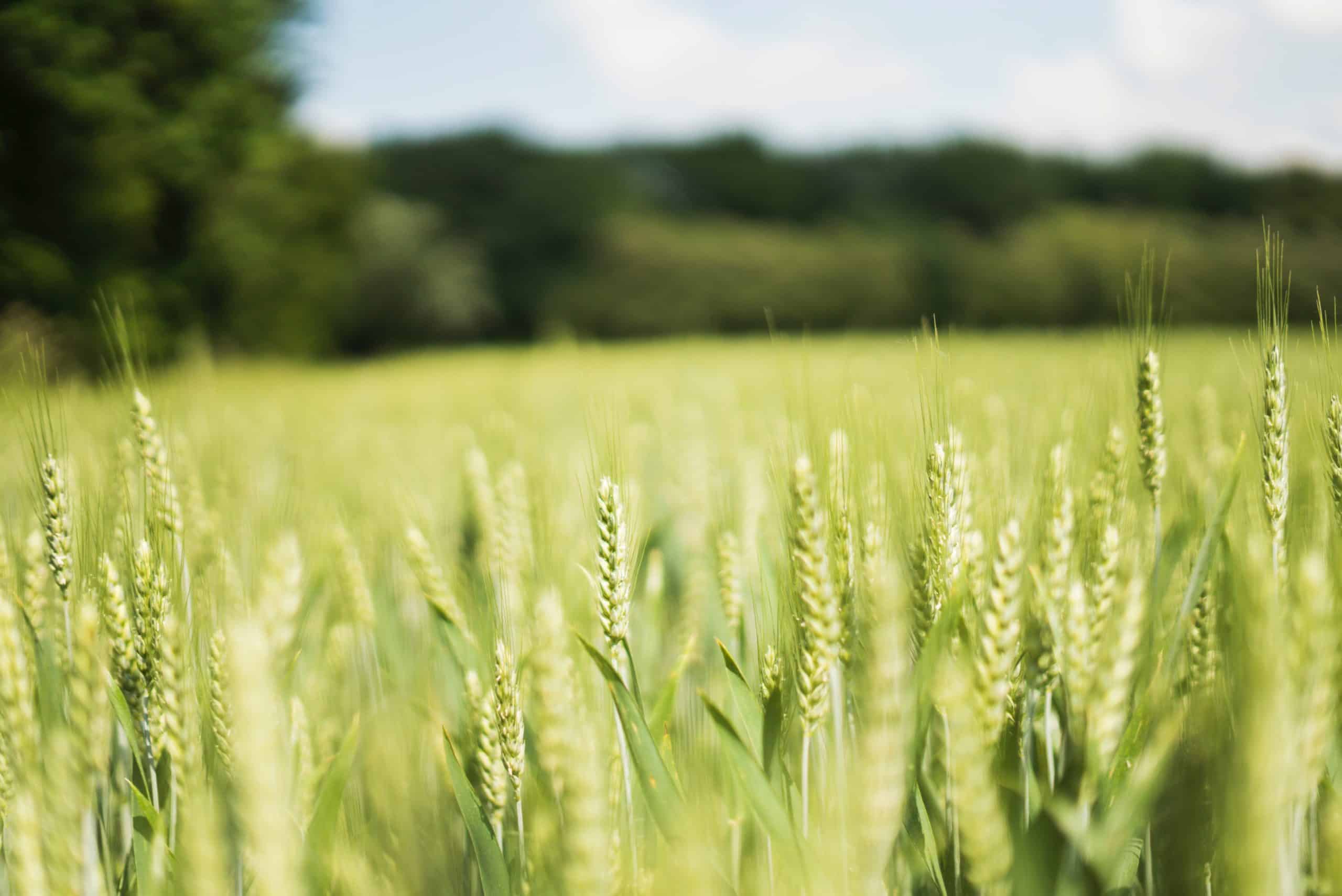 Earth Day: What You Need To Know and How You Can Help image