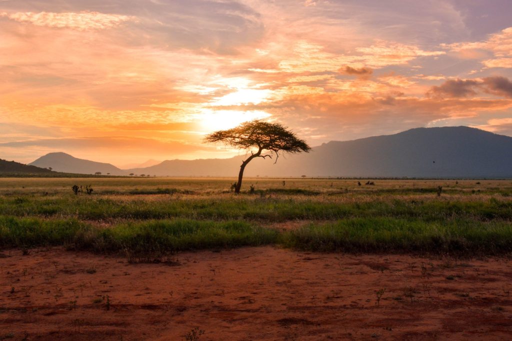 sunset over a tree in tsavo national park