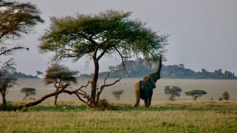 elephant in tanzania
