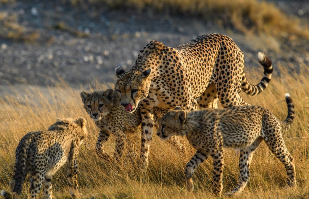 group of cheetah in tanzania