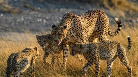 group of cheetah in tanzania