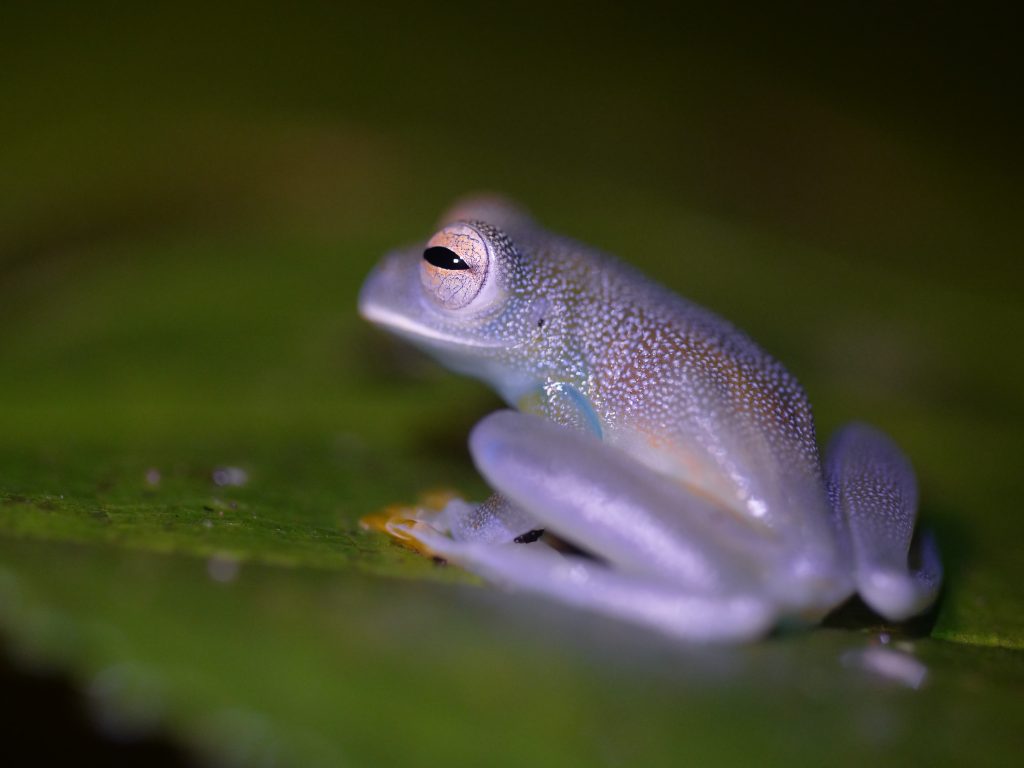 frog in jungle in costa rica