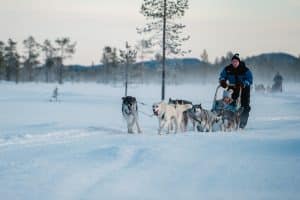 Husky ride over snowy Lapland