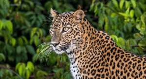 Close up of a leopard spotted in Wilpattu National park Sri Lanka