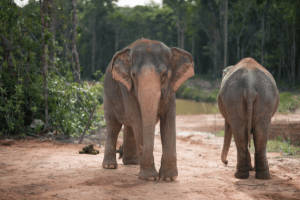 Elephants walking through a jungle in Cambodia