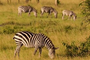 herd of zebra drinking at a water hole in Lake Mburo in Uganda